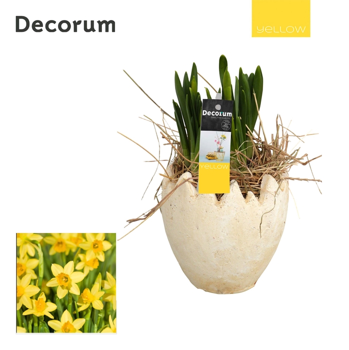 <h4>Narcis Gevuld Ei HL15315 [YELLOW]</h4>