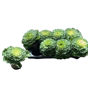 BRASSICA (SIERKOOL)