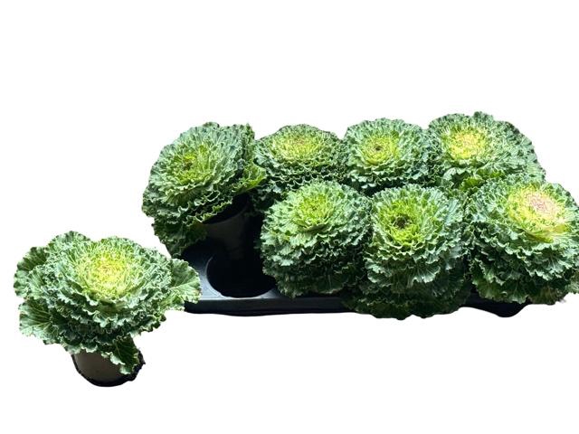 <h4>BRASSICA (SIERKOOL)</h4>