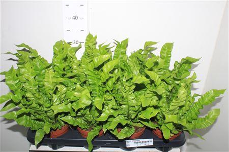 <h4>Asple Ni Crispy Wave</h4>