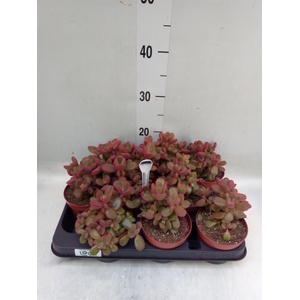 Cotyledon tome. ladys.