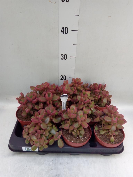 <h4>Cotyledon tome. ladys.</h4>