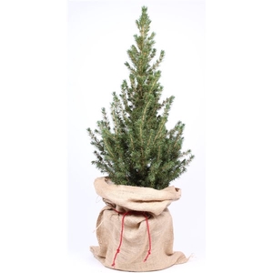 Picea Gonica Jute met Strik