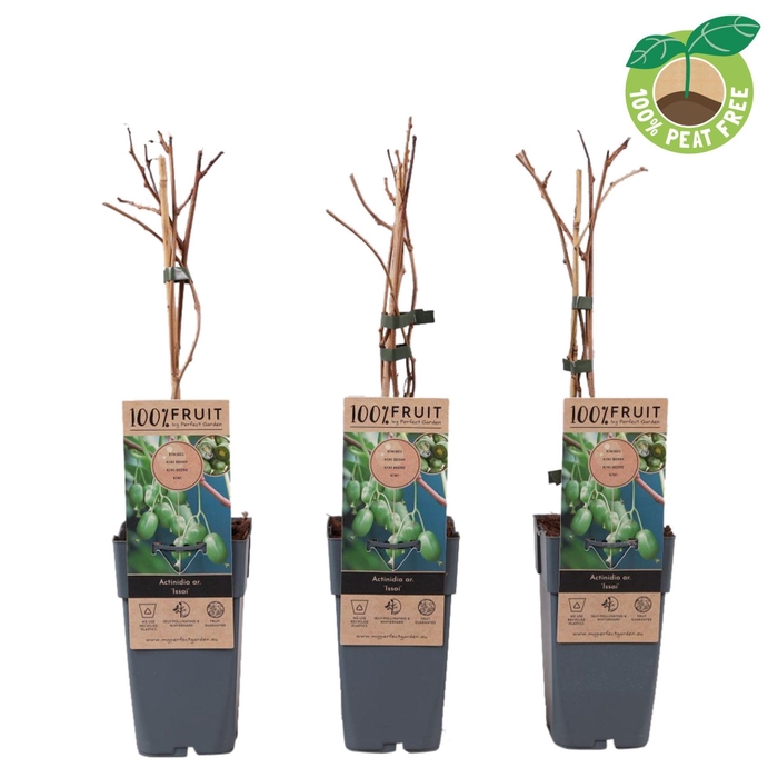 <h4>Actinidia arguta Issai</h4>