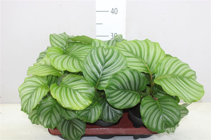 <h4>Calathea Orbifolia</h4>