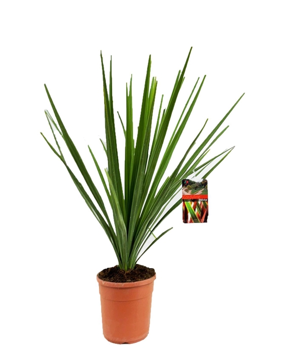 <h4>Cordyline indivisa</h4>