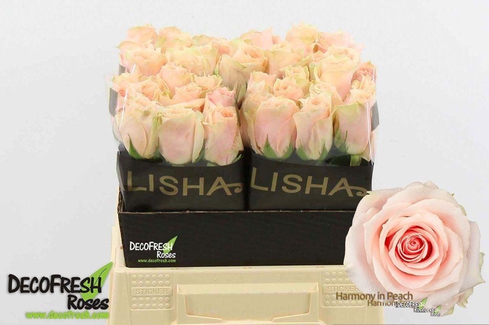 <h4>Rosa large harmony in peach</h4>
