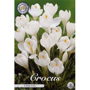 Crocus Vernus Jeanne D'arc X10