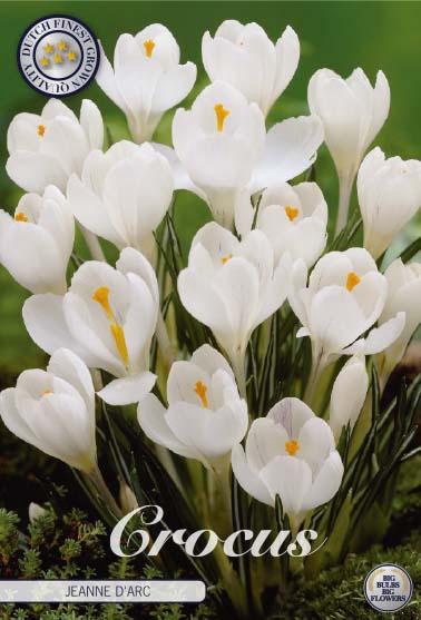 <h4>Crocus Vernus Jeanne D'arc X10</h4>