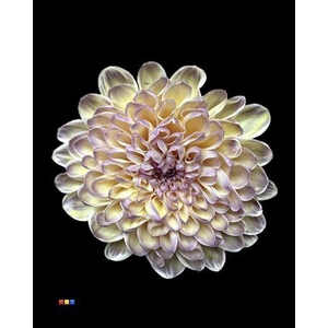 Chr T Altaj Butterfly