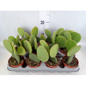 Opuntia microdasys