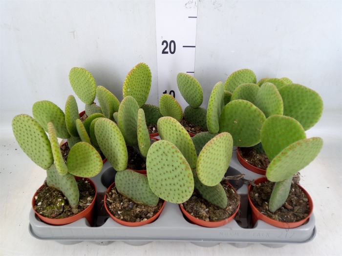 <h4>Opuntia microdasys</h4>