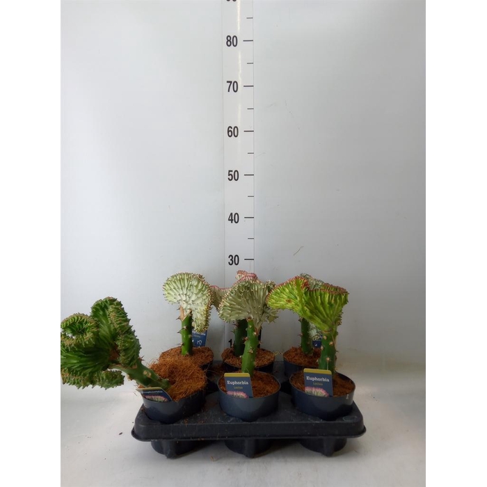 <h4>Euphorbia lactea 'Cristata'</h4>