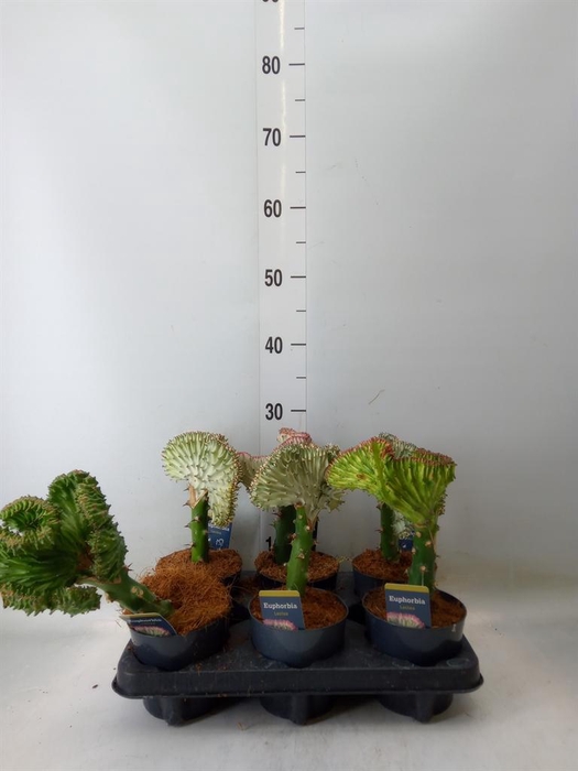 <h4>Euphorbia lactea 'Cristata'</h4>