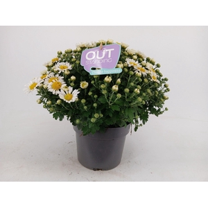 Chrysanthemum (Indicum Gr 'Leba'