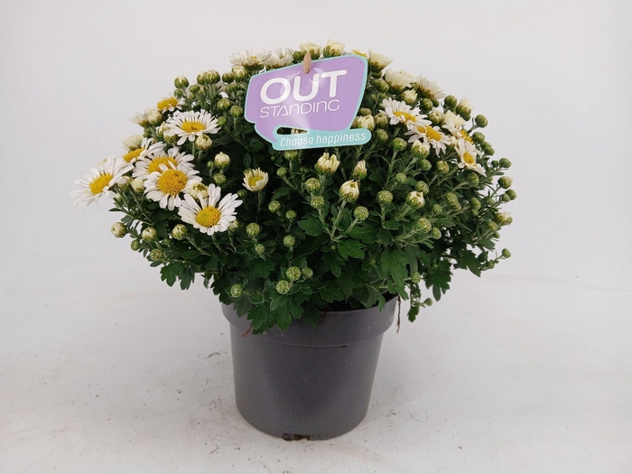 <h4>Chrysanthemum (Indicum Gr 'Leba'</h4>