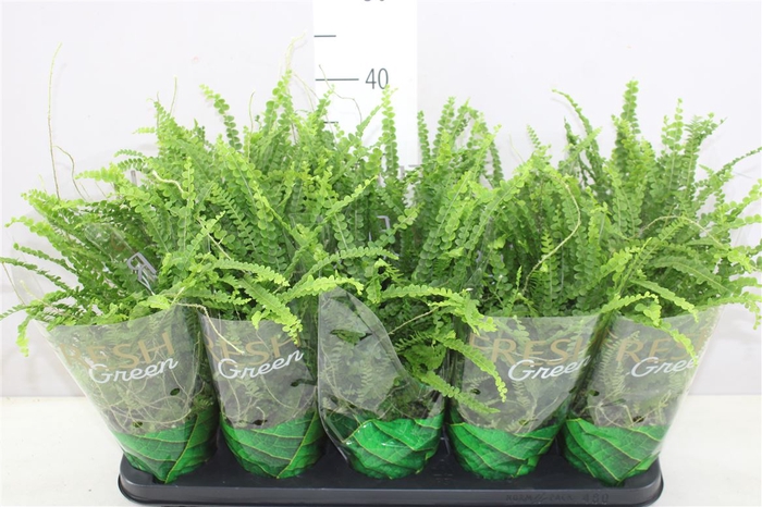 Nephrolepis Cordi Duffii