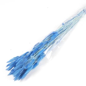 Df Lagurus Bs 50g/70cm Blue