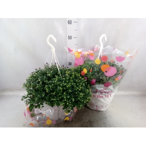 Chrysanthemum  'Skyfall'  ..mix