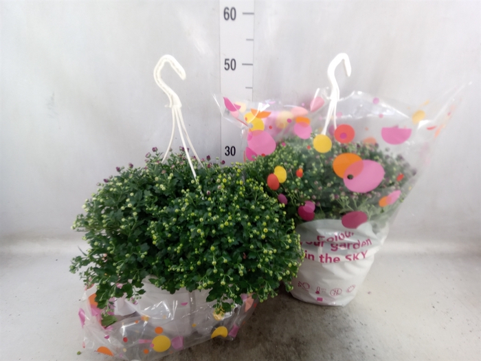 <h4>Chrysanthemum  'Skyfall'  ..mix</h4>