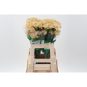 Di St Ambar 60cm
