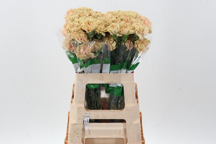 <h4>Di St Ambar 60cm</h4>