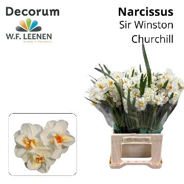 <h4>NARC DU W CHURCHILL</h4>