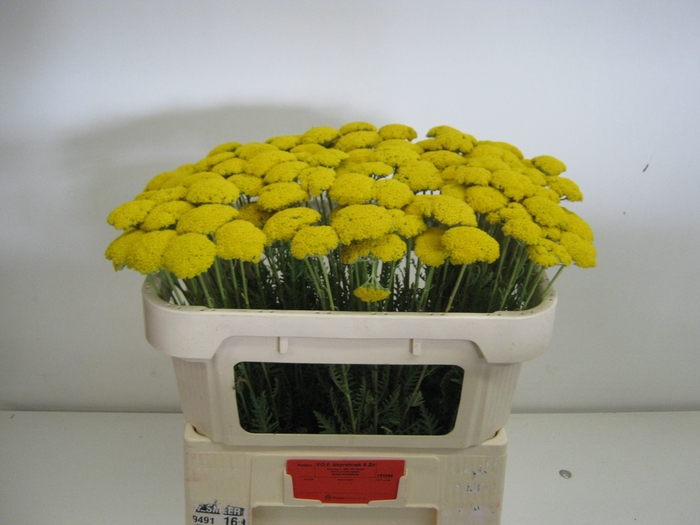 <h4>ACHIL F PARK VARIETY</h4>