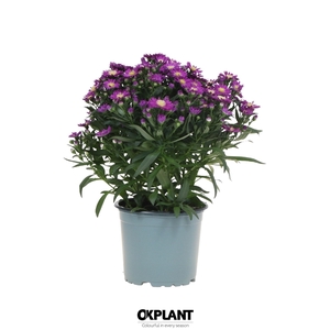 Aster Starletta Serie red