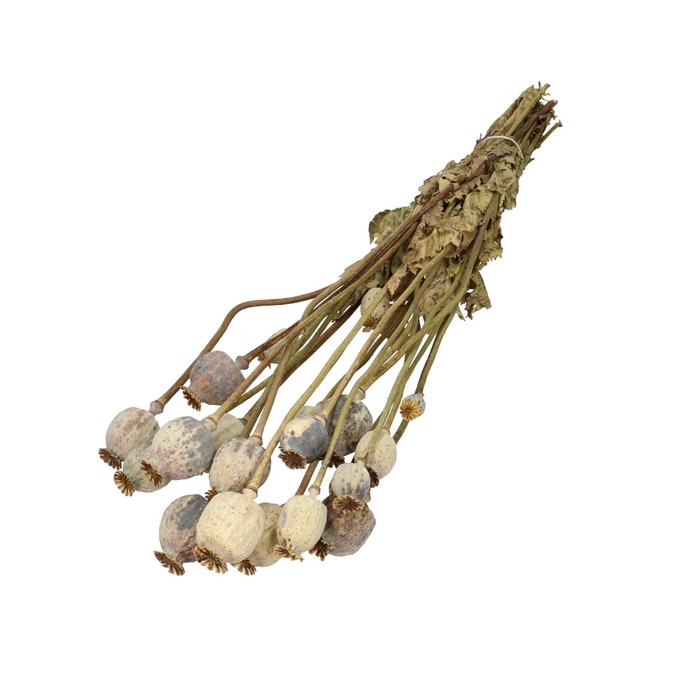 <h4>Dried flowers Papaver 60cm</h4>