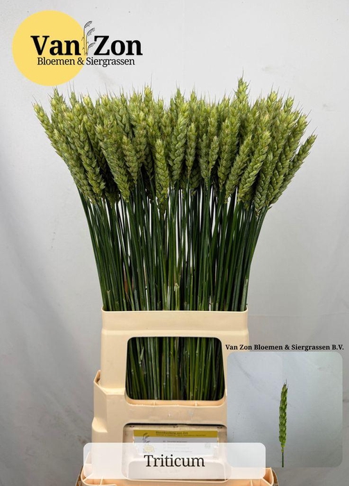 <h4>Triticum aestivum</h4>