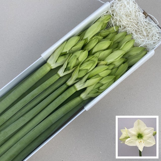 <h4>HIPP GA CASABLANCA</h4>