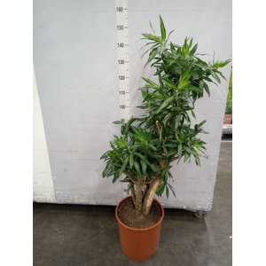 Dracaena refl. 'Song of Jamaica'