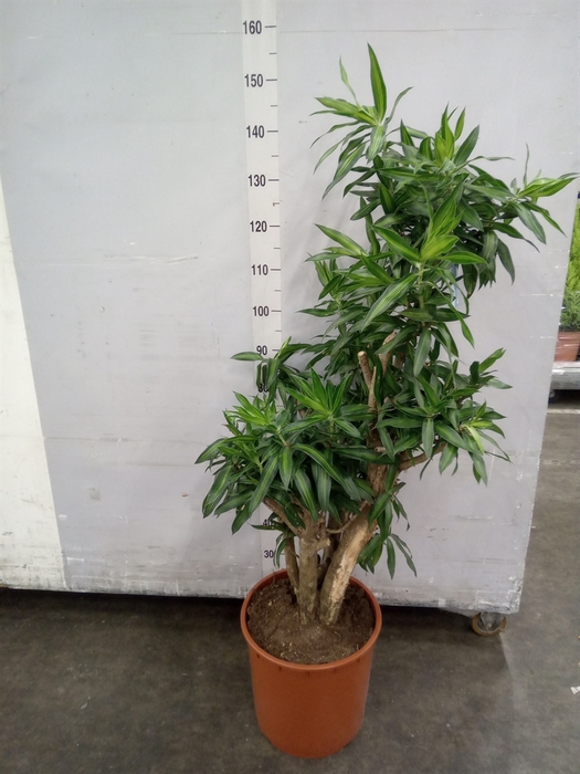 <h4>Dracaena refl. 'Song of Jamaica'</h4>