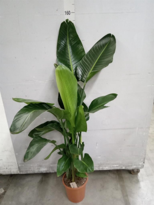 <h4>Strelitzia nicolai</h4>