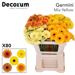 Germini Mix Geel Water