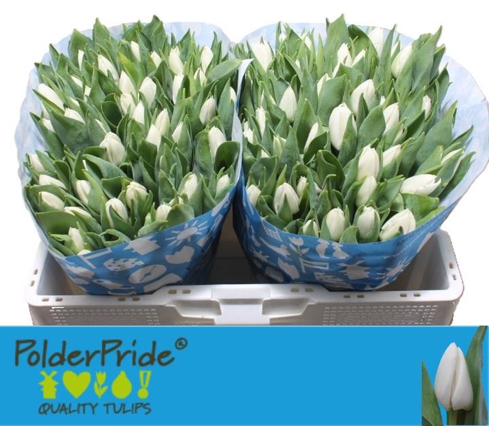 <h4>TU EN UPDATE</h4>