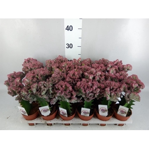 Euphorbia lactea 'Cristata'