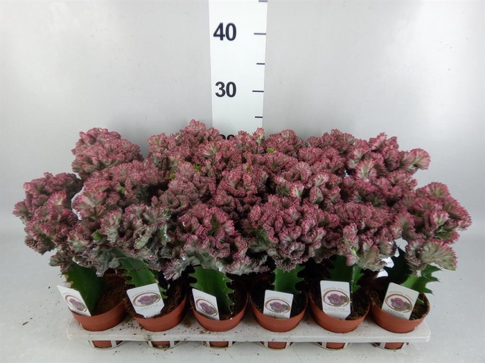 <h4>Euphorbia lactea 'Cristata'</h4>