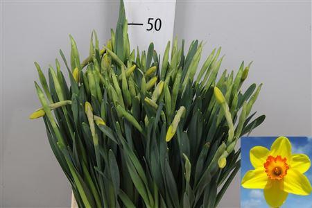 <h4>Narc G Pinza</h4>