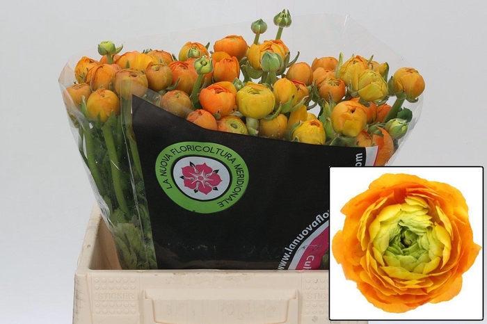 <h4>RAN EL ORANGE</h4>