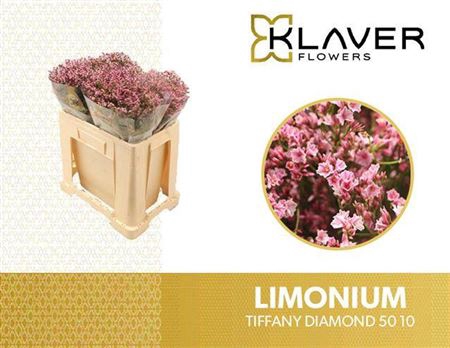 <h4>Lim Sin Tiffany Diamond</h4>