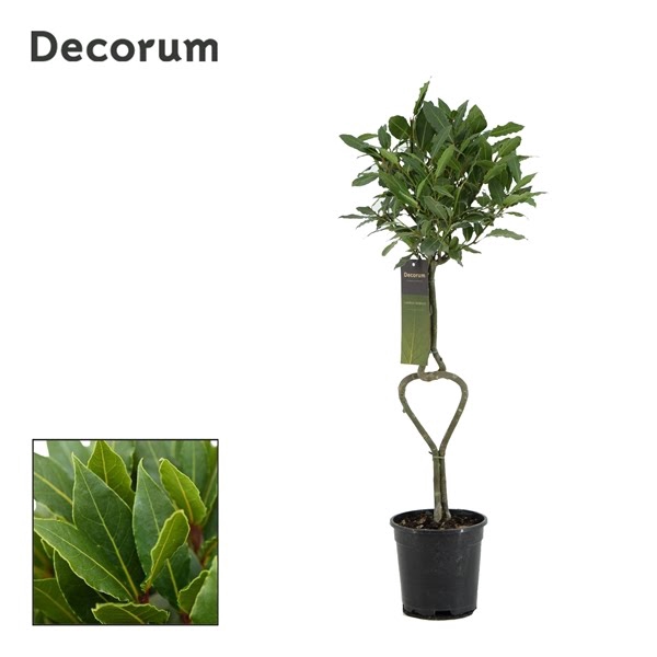 <h4>Laurus nobilis Hartvormige stam Decorum los</h4>