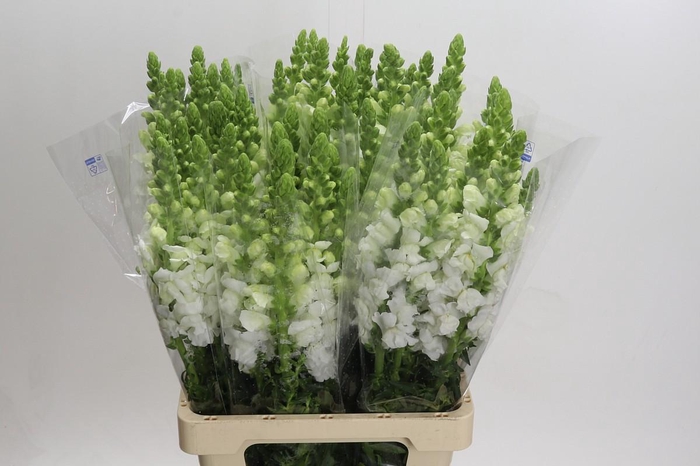 <h4>Antirrhinum Potomac Early White</h4>