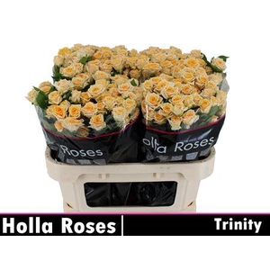 R Tr Trinity