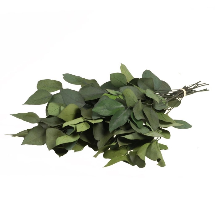 <h4>Eucalyptus stuartiana preserved SB moss green</h4>