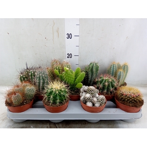 Cactus   ...mix