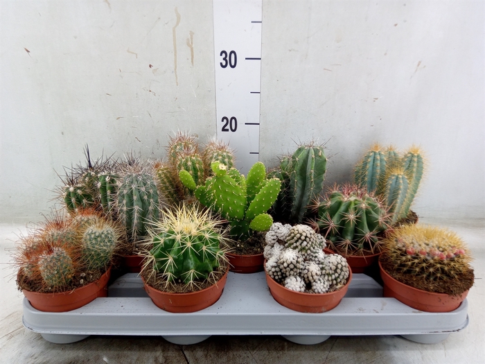 <h4>Cactus   ...mix</h4>