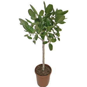 Ficus Benghalensis