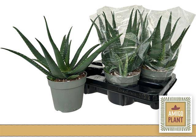 <h4>ALOE VERA</h4>